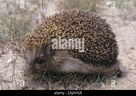 Nördlicher Weißbrustigel, Nord-Weißbrustigel, Weissbrustigel, Weißbrust-Igel, Weissbrust-Igel, Osteuropäischer Igel, Ostigel, Ost-Igel, Erinaceus roum Foto Stock