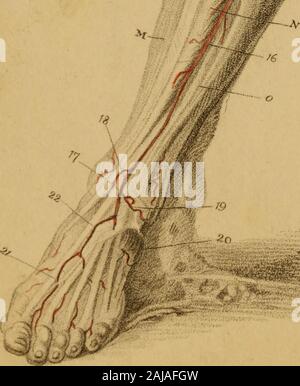 Incisioni di arterie : che illustra il secondo volume di anatomia del corpo umano, di J Bell ; e che serve come introduzione alla chirurgia delle arterie . Londra /*/. ?./",,/ 7&0/,6y .///?• /"? Ngman r.AW,- /;,/?/•"-..// /;, 41 SPIEGAZIONE PIASTRA IX. Delle arterie del LOWEREXTREMITY. Vedere p. 452 del testo. A. il tendine del muscolo obliquo esterno. b. Il Muscolo Sartorius. c. Il Gracilis. d. I tricipiti muscolo. e. Il Rectus Femoris. f. Il Vastus Internus. g. Il Vastus Externus.h. La rotula. i. La tibia. k. La testa del perone. l. Il muscolo gastrocnemio. m. Foto Stock
