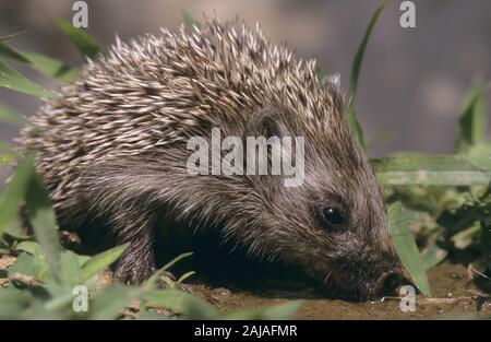 Nördlicher Weißbrustigel, Nord-Weißbrustigel, Weissbrustigel, Weißbrust-Igel, Weissbrust-Igel, Osteuropäischer Igel, Ostigel, Ost-Igel, Erinaceus roum Foto Stock