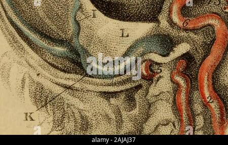 Incisioni di arterie : che illustra il secondo volume di anatomia del corpo umano, di J Bell ; e che serve come introduzione alla chirurgia delle arterie .  c r/y. Foto Stock