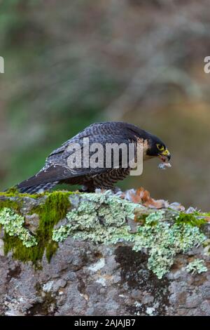 FALCON PEREGRINE (Falco peregrinus) Foto Stock