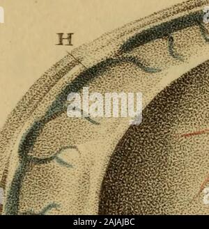 Incisioni di arterie : che illustra il secondo volume di anatomia del corpo umano, di J Bell ; e che serve come introduzione alla chirurgia delle arterie . la carotide. I rami esterni di CAROTIDARTERY. 1. L arteria linguale. 2. Il fasciali arteria, o arteria labiale. 3. Il Submental arteria. 4. La parte superiore e inferiore delle arterie coronariche. 22 5. Il Inosculations delle condizioni estreme di rami della arteria fasciali, con la OpthalmicArtery. 6. L arteria occipitale. 7. Il luogo dove esso è frequentemente invia verso il basso in- osculations alla arteria vertebrale. 8. L arteria posteriore dell'orecchio. 9. Foto Stock