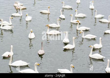 Bewick's swans - Cygnus columbianus bewickii - con un paio di cigni - Regno Unito Foto Stock