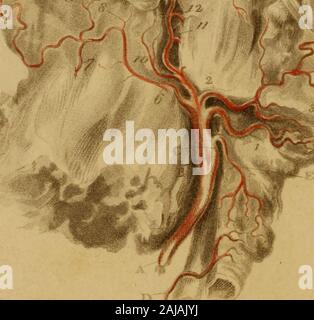 Incisioni di arterie : che illustra il secondo volume di anatomia del corpo umano, di J Bell ; e che serve come introduzione alla chirurgia delle arterie . ft arteria carotidea. d 18 i. L Arteria succlavia. k. L'arteria mammaria interna. l. La tiroide, arteria per la spalla, il collo e la ghiandola tiroidea.m. L Arteria vertebrale.n. I polmoni del lato destro. 0. La perforazione della membrana, per la trasmissione della cava inferiore,p. Il foro da cui il (esofago passa nell'addome.0^ minore è il muscolo del diaframma. Vedere il testo, p. 325, vol. 2.r. s. L'OMS Foto Stock