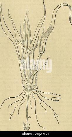 I giardinieri' cronaca e agricola Gazette . ne piante in Inghilterra towhich clima non indigene, e ancora il finestPines sono cresciuti qui. Si può pertanto concludere,senza arroganza o empietà, che possiamo improveupon il funzionamento ordinario della natura nel caso dell'Cerealia anche ; e, anzi, le istanze di questo sono così veryfrequent, che è del tutto inutile dUate su thepoint. Da allora sono evidenti i segni della supe-riority di tali piante di mais bianco di come sono state impostate ata adeguata profondità, rispetto a quelli che sono stati carelesslydisposed sulla o vicino alla superficie; Foto Stock