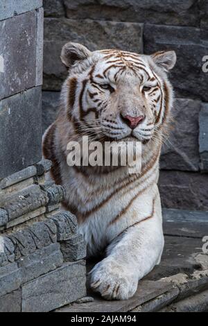 La tigre bianca / imbianchiti tiger (Panthera tigris) variante di pigmentazione della tigre del Bengala, appoggiata nella parte anteriore del tempio, nativo di India Foto Stock