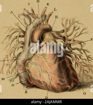 Incisioni di arterie : che illustra il secondo volume di anatomia del corpo umano, di J Bell ; e che serve come introduzione alla chirurgia delle arterie . e questi Platessimple, intelligibile, e accurate. Mentreil progettazione di questo libro delle piastre è quella di pre-inviato allo studente, in corrispondenza di uno sguardo il ge-neral distribuzione delle navi e a fixthem nella sua memoria in un modo che nodescription può compiere, si trova a dare la più usuale la distribuzione dei rami ; per ho prestato attenzione nella selezione dei miei soggetti. 8 studiando le arterie, o qualsiasi parte ofAnatomy, abbiamo Foto Stock