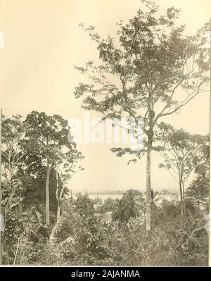 Panama e il canale di immagine e prosa .. . Strada di David l'albero di cacao attraverso il lago whichwould essere abbastanza alivewith uccelli e otheranimal vita. Il Bayano Riverregion accanto essendo ilcentro di tale legname-ing attività come theZone sa a presentis la sezione in whichare trovato il curiousvegetable nutswhich avorio, sebbene growingwild, sono diventati unadelle principali prodottidella Panama. Solo a pochi anni fa hanno werelooked semplicemente ascuriosities ma sono nowa utile materiale nuovo.Essi sono raccolti dail nativi e acquirente ai concessionari in Panama. Nel paese delle banane289 290 PANAMA E Foto Stock