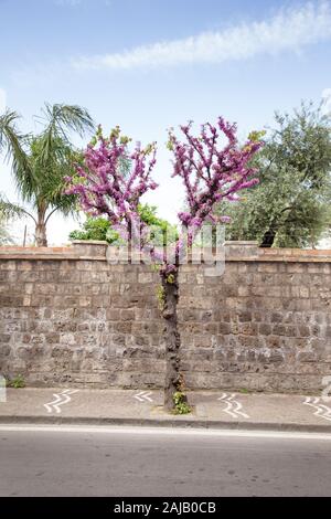 Albero su una strada laterale sul marciapiede a Sorrento Italia Foto Stock