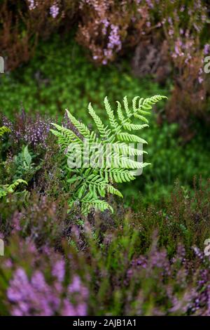 Foglia di felce verde brillante che cresce tra erica viola sulle brughiere lungo la Pennine Way, Northumberland Foto Stock