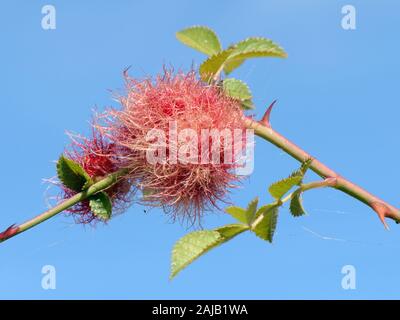 Robin's puntaspilli fiele su cane rosa (Rosa canina) gambo causato dalla Bedeguar gall wasp (Diplolepis rosae), Wiltshire, Regno Unito, Settembre. Foto Stock