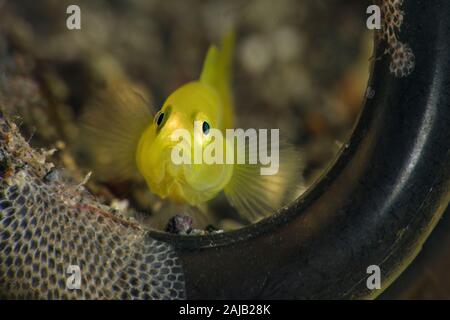 Limone ghiozzi (Lubricogobius exiguus). Subacqueo fotografia macro da Anilao, Filippine Foto Stock