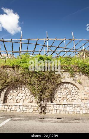 Albero su una strada laterale sul marciapiede a Sorrento Italia Foto Stock