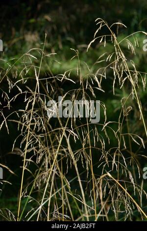 Stand di legno miglio (Milium effusum), un'erba alta di umidi boschi ombrosi, fioritura in una marcia inferiore, boschi, Gloucestershire, UK, Settembre. Foto Stock