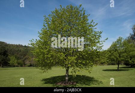 La molla Fogliame di un piccolo lasciava in Linden o Tiglio (Tilia cordata) con un luminoso cielo azzurro sfondo in un parco in Rural Devon, Inghilterra, Regno Unito Foto Stock