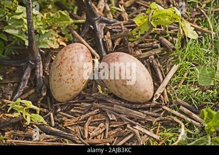 DEMOISELLE gru (Anthropoides virgo). Nido e uova, sul terreno. Di cui in una collezione avicole. collezione. I piedi delle donne accanto a. Foto Stock