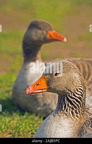 GEESE grigiastro (Anser anser). Coppia seduta a terra, l'una accanto all'altra. Primo piano. L'adattamento di bollette forti e pesanti consente di sondare e scavare Foto Stock