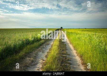 Una lunga strada di campagna attraverso i campi di grano, nuvole e cielo Foto Stock