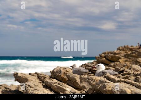 Gabbiano seduta sulle rocce a costa Foto Stock
