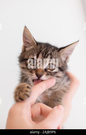 Poco felice tabby gattino è in corso di riproduzione Foto Stock