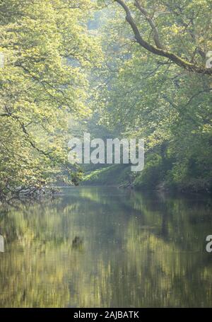 L'alberato rive del fiume verdellino con lussureggianti alberi decidui in foglia completa su una splendida e tranquilla sera d'estate in Northumberland, Englan. Foto Stock