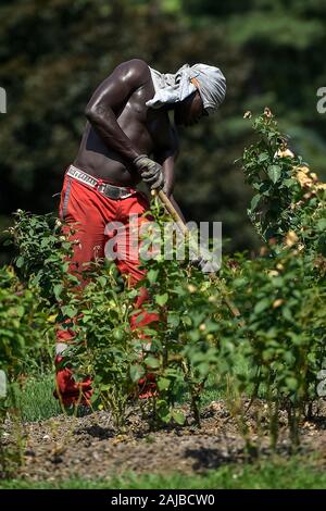 Torino, Italia - 24 July, 2019: un giardiniere lavora durante il pomeriggio. Un eccessivo riscaldamento spia è stato designato in 13 città italiane. Credito: Nicolò Campo/Alamy Live News Foto Stock
