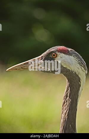 GRU Eurasiatica o COMUNE (Grus grus). Testa, profilo. Caratteristiche del viso. Il colore arancione ricco dell'iride può essere indicativo di un uccello maschio. Foto Stock