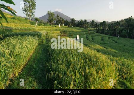 Terrazze di riso Jatiluwih, Bali, Indonesia Foto Stock