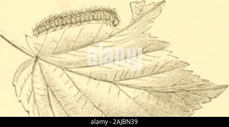 Insetti dannosi per i frutti . -^ attaccando le foglie. 313 Fig. 324 è mostrato della dimensione naturale, con alcuni dei thesegments ingrandita, illustrante la disposizione della spineson retro e di lato. Al raggiungimento della scadenza, che è di solito dal middleto alla fine di giugno, la larva lascia la bussola, e de-scending al suolo, penetra sotto la superficie, andthere costruisce un po', ovale, terrose cocoon, misti witli silkyand glutinoso importa. Questi bozzoli sono realizzati con rigore, andmay essere presi al di fuori della terra in cui sono inglobate,e persino manipolati in modo approssimativo, senza molto pericolo di dis-lodg Foto Stock