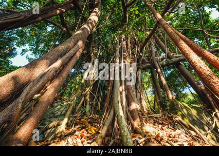 Enorme ficus albero nella foresta della giungla Foto Stock