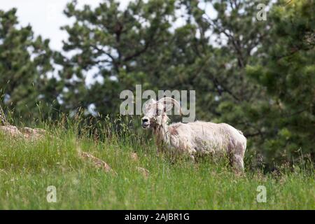 Una femmina di bighorn in piedi su una collina con la bocca aperta per mostrare il suo fondo denti in una espressione divertente. Foto Stock