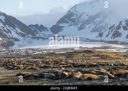 Guarnizione di elefante e re colonia di pinguini nella baia di St Andrews, Georgia del Sud Antartide Foto Stock