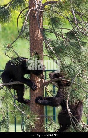 Due baby orsi neri salendo su un piccolo pino per giocare tag con l'altra. Foto Stock