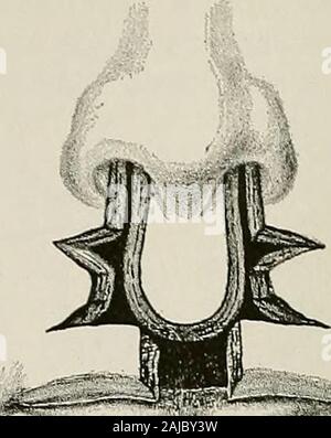 Trattamento chirurgico; una pratica trattato sulla terapia delle malattie chirurgico per l'uso di professionisti e studenti di chirurgia . Fig. 965.-Funzionamento forDouble Harelip con trans-versetto incisioni. Primo stadio. Fig. 966.-Funzionamento forDouble Harelip con trans-versetto incisioni. Lembi TurnedDown. Seconda tappa. Foto Stock