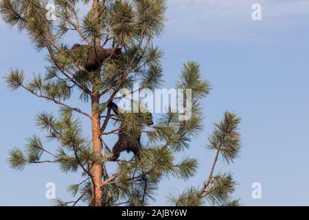 Due baby orsi che salivano a skinny pino di giocare sotto il sole con un cielo blu sullo sfondo. Foto Stock