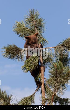 Un brave little baby orso bruno che è risalito fino alla sommità di un magro pino è appesa a tenuta . Foto Stock