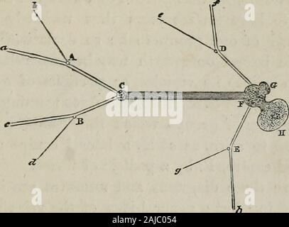 I principi della psicologia . o fibre, uno dei quali in ogni caso procede dauno o h, e da c o d. In questo modo vi può essere formedat C, undici semplice e composto di relazioni: questi quattro LA STRUTTURA DEL SISTEMA NERVOSO. 33 punti possono essere disposti in sei gruppi di due, un h, c, di d,egli, h d, c d ; in quattro gruppi di tre, h a c,h a d a c d, c h d;e in un gruppo di quattro, a h c d. Quindi, supponendo tliecenter C composta di tlie cellule indipendenti o portionsof sostanza grigia, solido che serve per il collegamento tlio membri gruppo ofa in una distinta combinazione, ci deve essere di almeno Foto Stock
