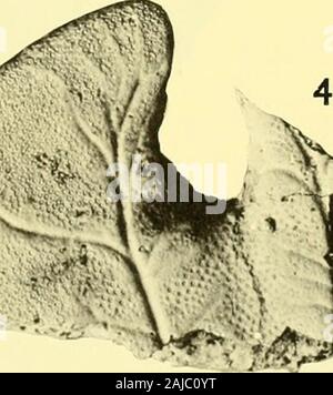 Bollettini di American Paleontologia . Ml^^^ ? #. Boll. Amer. Paleont., Vol. 56 piastra 19 Foto Stock