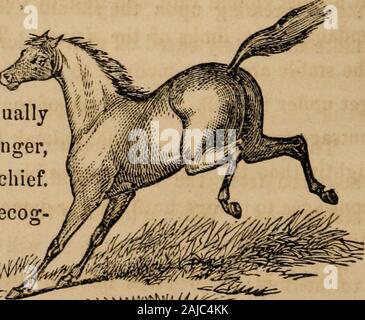 Il cavallo e le sue malattie : abbracciando la sua storia e la varietà, riproduzione e gestione e vizi; con le malattie a cui egli è soggetto e i rimedi più adatti alla loro cura . dolce e un trattamento umano,egli dovrebbe vietare sistematicamente questo cavallo-play. Calci. Questo, come una morsa, è un'altra conseguenza della colpevole habitof teasing il cavallo. Ciò che è in un primo momento semplicemente un'indica-zione di fastidio a thepinching e solletico dello sposo e design withoutany di injnre, graduallybecomes l espressione della rabbia,e lo sforzo per fare del male.Il cavallo, inoltre, troppo presto identif-nizes t Foto Stock