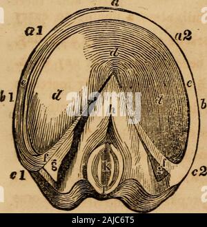 Il cavallo e le sue malattie : abbracciando la sua storia e la varietà, riproduzione e gestione e vizi; con le malattie a cui egli è soggetto e i rimedi più adatti alla loro cura . le loro conoscenze, come fare o-dinary cavallo-shoers; e dovrebbe essere uno dei primi dutiesof il cavallo-proprietario di informarsi della natura e struc-ture dei cavalli piede, il motivo per cui la ferratura è necessario atall, quali parti del piede protegge, qual è la migliore scarpa formof per effettuare lo scopo, come può essere meglio fissato finoal piede, e come spesso si dovrebbero essere rimossi. Per illustrare questi importanti p Foto Stock
