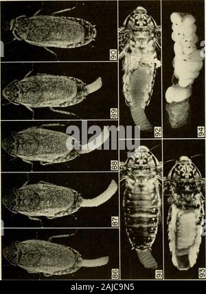 Smithsonian miscellaneous collections . ect era sotto osservazione diretta. 90, 7 :25a.m., 19 agosto. La femmina ha avuto completamente retratta delle uova in caso thebrood sac durante la notte. La femmina portato questo ootheca finché SeptemberII, 1953. quando ha espulso. Solo dieci embrioni aveva sviluppato; circa 15uova non sviluppare. X i-4- Fig. 91. Femmina di Nauphoeta cinerea uccise trenta minuti dopo che ella aveva cominciato perriavvilgere la ootheca nella sua nidiata sac. X i-9- Fig. 92. La dissezione della femmina in figura 91 mostra estremità anteriore di ootheca lyingin la covata sac che è stata tagliata aperta. X i-9- Fig. 93. Femmina Foto Stock