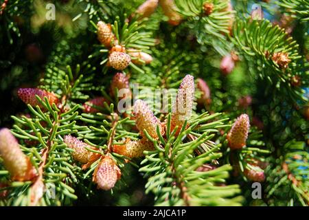 Close up di pino rami di alberi che fioriscono in primavera Foto Stock