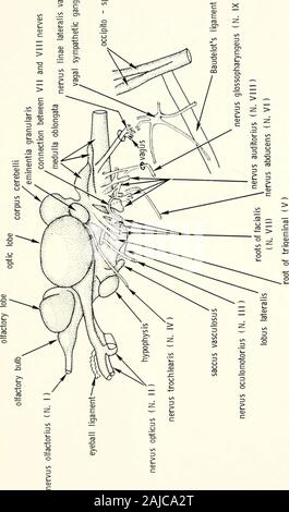 Carte occasionale dell'Accademia delle Scienze della California . estremità tagliata del semicerchio anteriore canacristae micollo allungato la figura 28. Polycentrus schomburgkii. Vista dorsale del cervello e le radici nervose. 76 carte occasionale dell'ACCADEMIA DELLE SCIENZE DELLA CALIFORNIA, N° 128. .£. FREIHOFER: nervi cranici DI POLYCENTRUS SCHOMBURGKIl 77 &gt; - Foto Stock