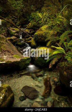 Flusso di segreto, segreto foresta. Isola del Sud, Nuova Zelanda. Foto Stock