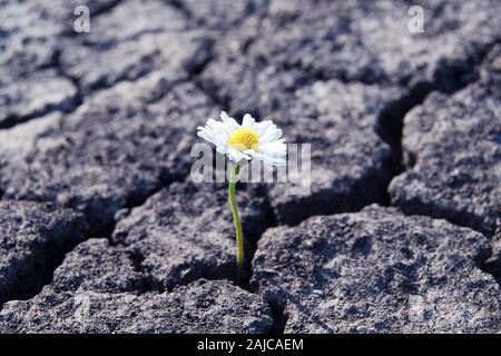 Flower è cresciuto nelle zone aride incrinato terreno sterile Foto Stock