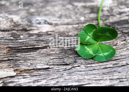 Reale verde quattro leaf clover su legno grigio Foto Stock