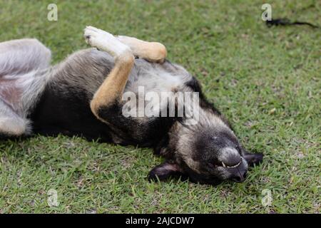 Un primo piano shoot per adulto simpatico cane randagio rotolamento su erba - tono di grigio dominante. foto ha preso a Izmir/Turchia. Foto Stock