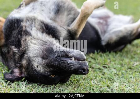 Guardare un buon ritratto sparare al nero Stray dog - egli sembra felice e rotolamento sul terreno. foto ha preso a Izmir/Turchia. Foto Stock