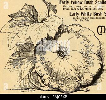 Sementi . annuale ces; colore brillante yel-bassa; shell molto difficile quando sono maturi. Pkt. 5c: Oz. 10c;2 oz. 15c; Lb. 20c; Lb. 50C. Quando abbiamo ottenuto il bilancio di questo molto prezioso varietà nel 1888, abbiamo foundthat piuttosto una proporzione della vigna realizzato guide. Abbiamo impostato energicamente a workweeding fuori questi, e sono state così tanto successo che abbiamo introdotto con la claimthat era la migliore estate squash nel paese. La nostra propria esperienza eche dei nostri clienti giustifica pienamente questa affermazione. È il miglior summersquash, e per questi motivi: è due volte più grandi del normale SummerCrookneck, molto più presenta verrucosa e seve Foto Stock