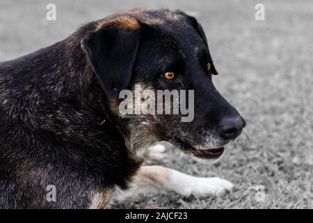 Un ritratto spara dalla buona cerchi neri cane randagio con sfondo sfocato. foto ha preso a Izmir/Turchia. Foto Stock